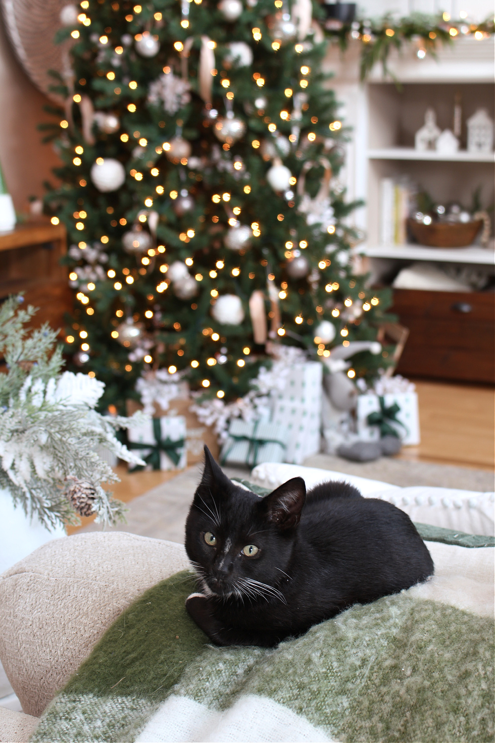 Black cat sleeping on a sofa in a Christmas living room.